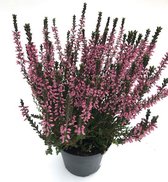 Calluna vulgaris - roze Struikheide  (winterhard)  - 3 planten -  potmaat 12 cm