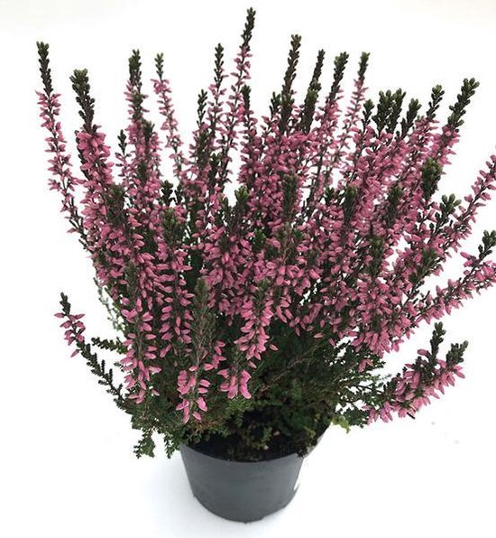 Foto: Heide winterhard roze zomerheide calluna vulgaris 3 planten potmaat 12 cm