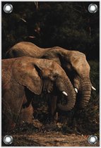 Tuinposter –Twee Olifanten – 40x60cm Foto op Tuinposter (wanddecoratie voor buiten en binnen)