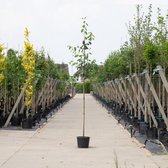 Bomenbezorgd.nl - Boom - Amelanchier a. Robin Hill - 200- 300 cm hoog - krentenboom