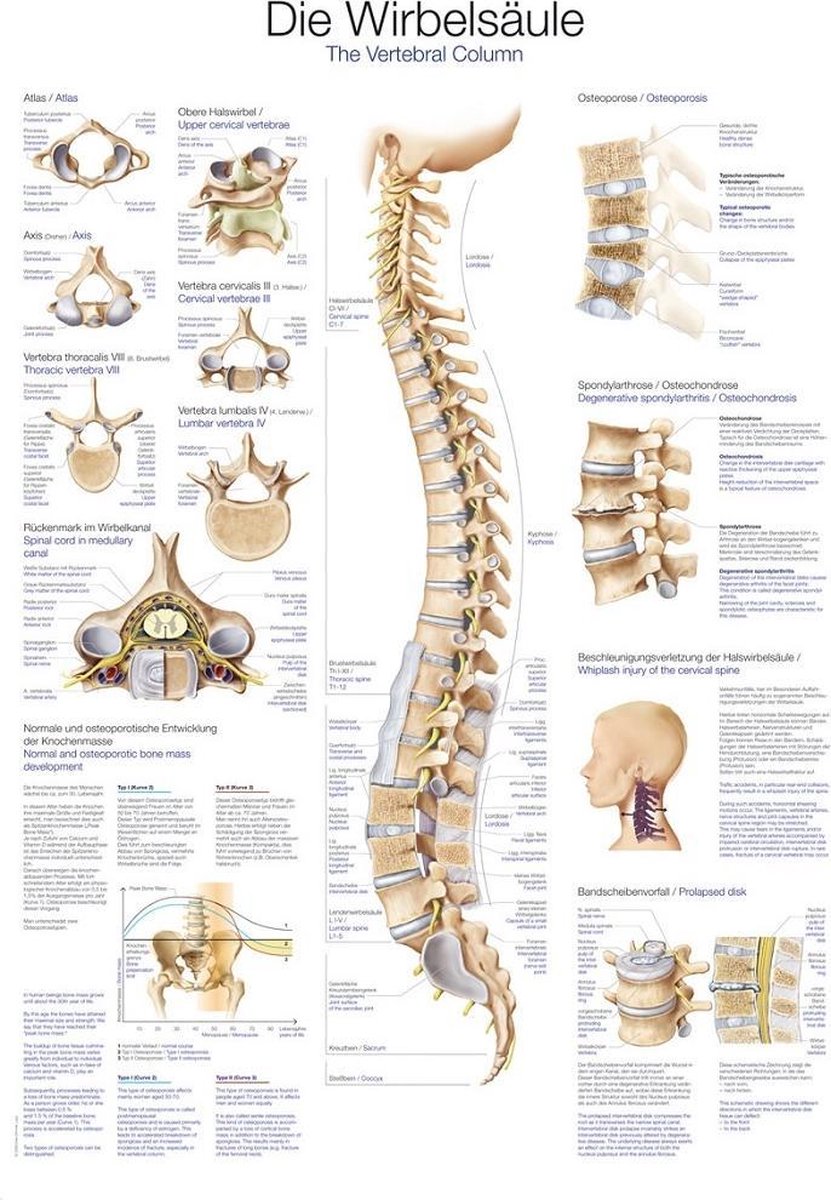 Het menselijk lichaam - anatomie poster wervelkolom (Duits/Engels/Latijn, papier, 50x70 cm) + ophangsysteem