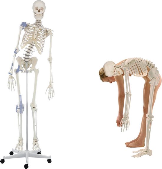Ongebruikt bol.com | Het menselijk lichaam - anatomie model menselijk skelet YF-83