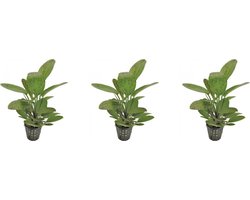 Levende aquariumplant - Echinodorus ozelot - groen - 5 cm pot per 3 stuks