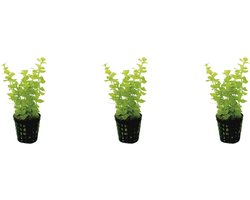 Levende aquariumplant - lysimachia nummuralia - 5 cm pot per 3 stuks