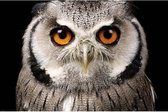 Poster uil dierenposter 61 x 91 cm - Vogel thema posters - Wanddecoratie/Muurdecoratie poster