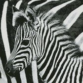 Borduurpatroon Zebrastrepen