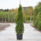 Coniferen ‘smaragd' - ‘Thuja occidentalis ‘Smaragd' per twee meter (5 stuks) 160 - 180 cm totaalhoogte