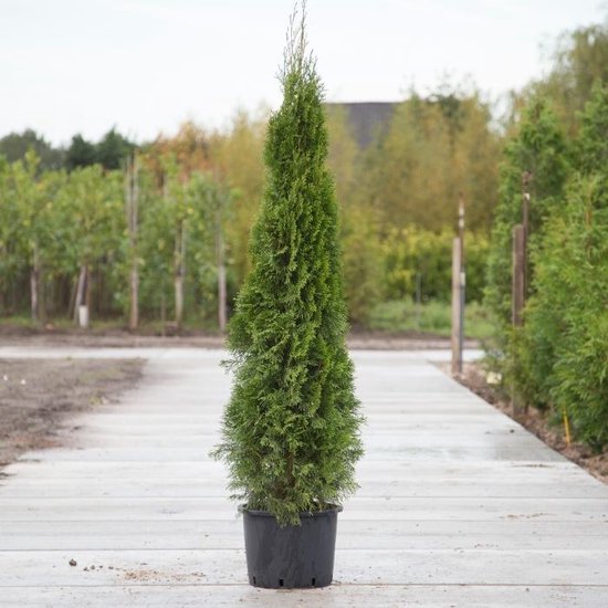 Coniferen 'smaragd' - 'Thuja occidentalis 'Smaragd' per twee meter (5  stuks) 160 - 180... | bol