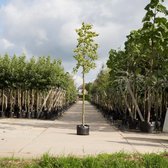 Bomenbezorgd.nl - Boom - Gewimperde Linde - 200-300 cm totaalhoogte (6-10 cm stamomtrek) - ''Tilia henryana''