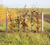 Rode beukenhaag - ‘Fagus syl. Atropunicea' (25 stuks) 80 - 100 cm totaalhoogte