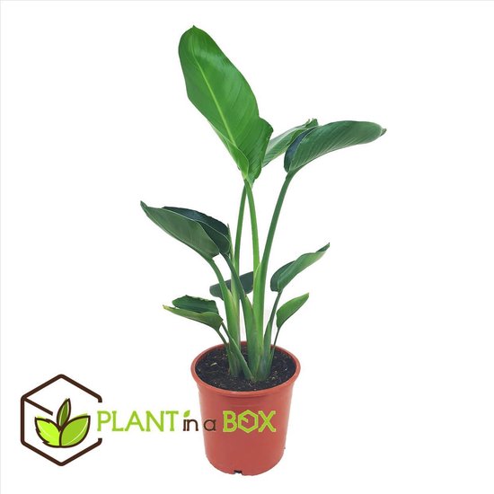 Plant in a Box Strelitzia Nicolai Paradijsvogelbloem kamerplant Pot ⌀21cm Plant in a Box Strelitzia Nicolai Paradijsvogelbloem kamerplant Pot ⌀21cm