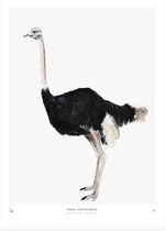 My Deer Art Shop Poster - Ostrich - 70 X 50 Cm - Zwart