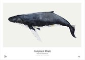 My Deer Art Shop Poster - Humpback Whale - 50 X 40 Cm - Zwart En Blauw
