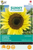 Buzzy® Sunny Flowers, Zonnebloem Lemon Queen