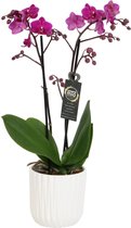 Orchidee van Botanicly – Vlinder orchidee in witte geribbelde keramische pot als set – Hoogte: 45 cm, 2 takken, roze bloemen – Phalaenopsis Cosy Candy