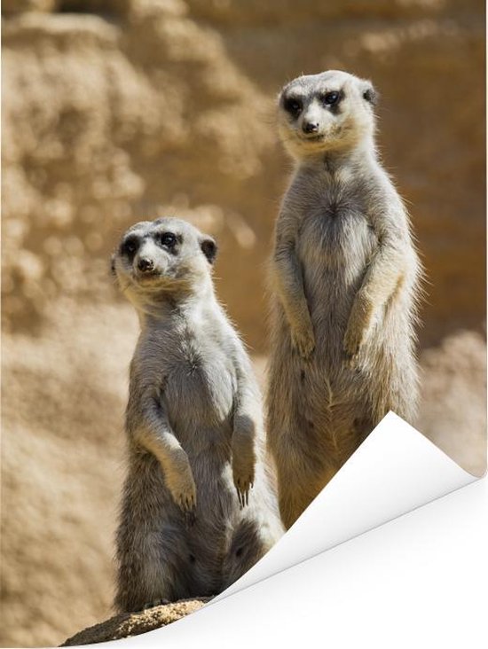 Deux suricates vigilants sur un rocher Poster 30x40 cm - petit - Tirage photo sur Poster (décoration murale salon / chambre) / Poster Animaux sauvages