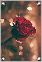 Tuinposter –Rode Roos– 60x90cm Foto op Tuinposter (wanddecoratie voor buiten en binnen)