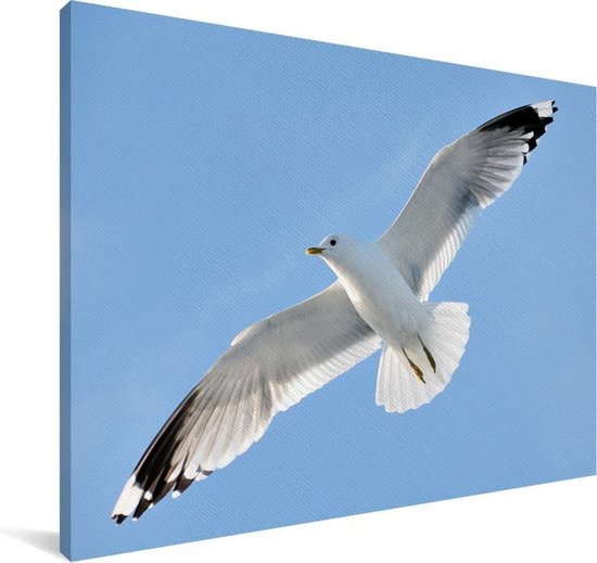 Gros plan d'une mouette en vol Toile 120x80 cm - Tirage photo sur toile (Décoration murale salon / chambre)