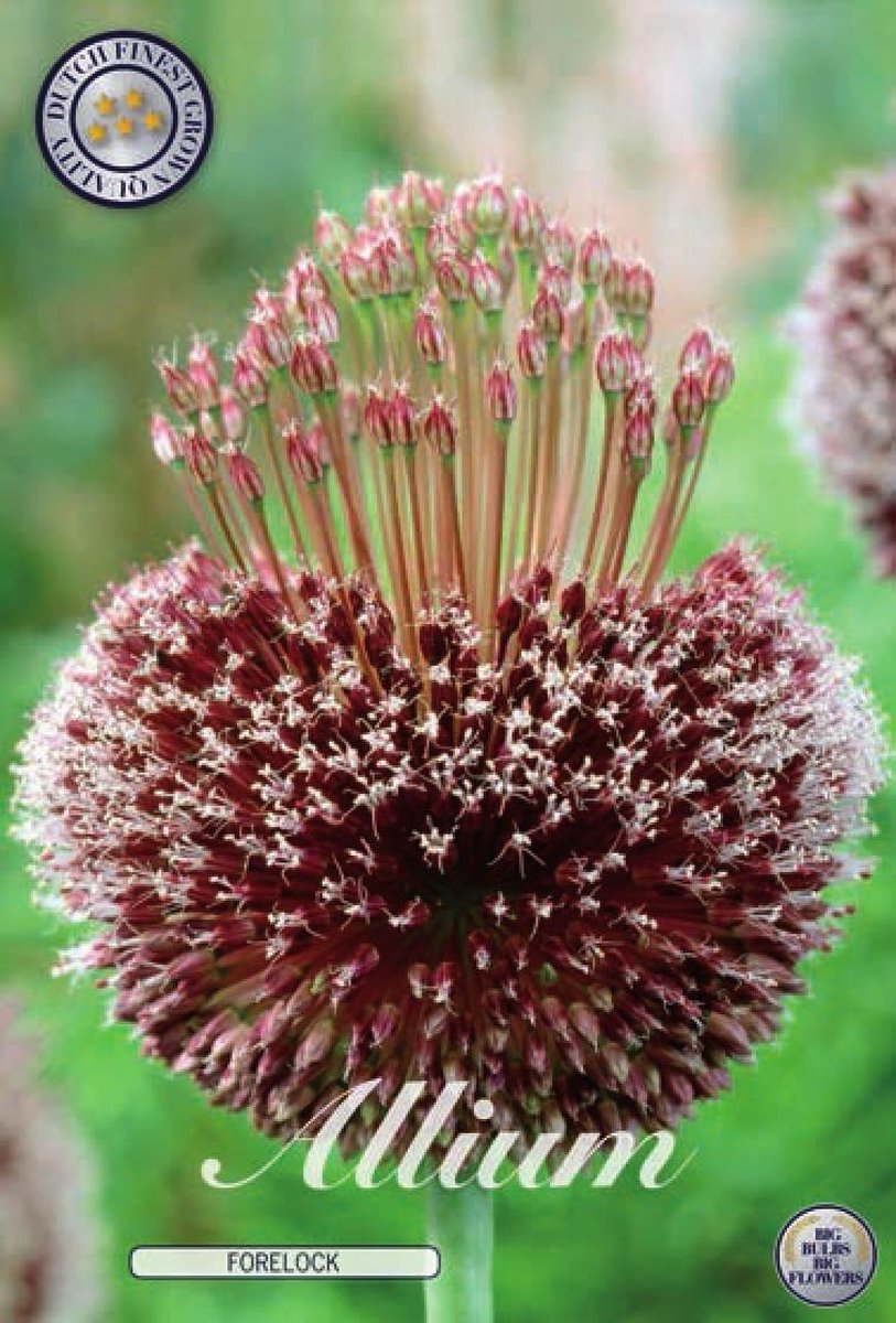Forelock Allium Bloembollen 1 stuks bolmaat 14/16