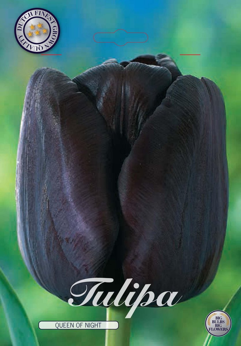 Queen of Night Single late Tulpenbollen 7 Stuks Bolmaat 12+