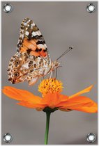 Tuinposter –Vlinder op Oranje Bloem – 60x90cm Foto op Tuinposter (wanddecoratie voor buiten en binnen)