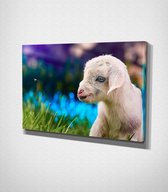 Goat Sitting On Grass Canvas | 70x100 cm