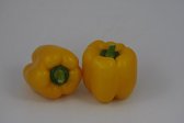 Gele paprika (8 planten)
