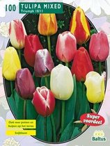 2 stuks Baltus Tulipa Darwin Mix in gaasbaal 12/+ per 100