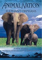 Elephant Orphants (Import)