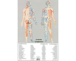 Het menselijk lichaam - anatomie poster lymfe (Nederlands, gelamineerd, A2)