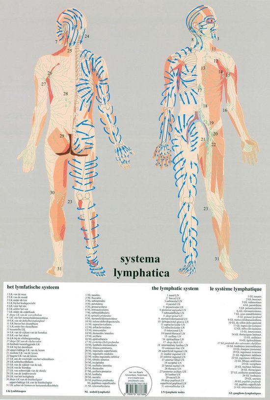 Het menselijk lichaam - anatomie poster lymfe (Nederlands, gelamineerd, A2)