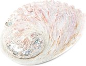 Abalone schelp Haliotis Midae voor smudging - 11-15 cm - M