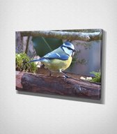 Blue Bird Canvas | 30x40 cm