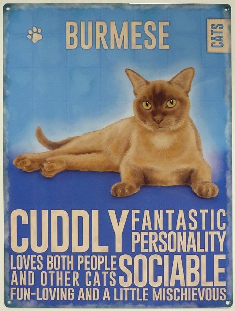 Wandbord - Burmese Cat -30x40cm-