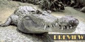 DP® Diamond Painting pakket volwassenen - Afbeelding: Krokodil met lange bek - 80 x 40 cm volledige bedekking, vierkante steentjes - 100% Nederlandse productie! - Cat.: Dieren - Wilde dieren