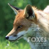Foxes Calendar 2019