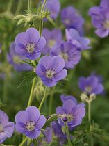 12x Geranium Brookside - Ooievaarsbek in p9 (0,5 liter) pot