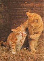 Legpuzzel - Kurk - 500 stukjes - Ginger Cats - Clementoni Puzzel