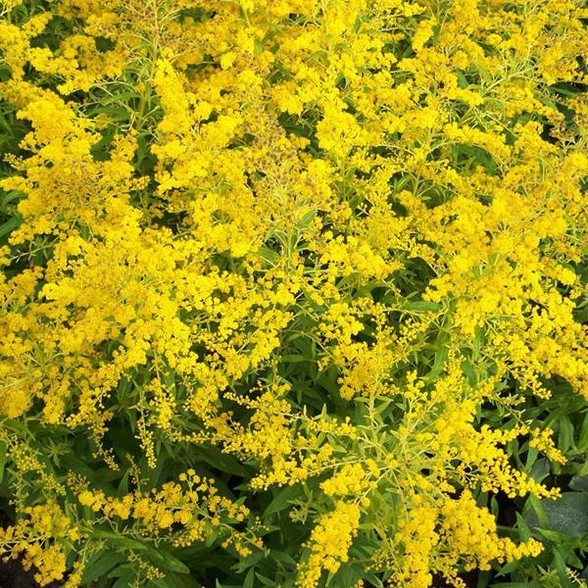 6 x Solidago 'Golden Mosa' - Guldenroede Pot 9x9 cm - Gele Vederachtige Bloemen