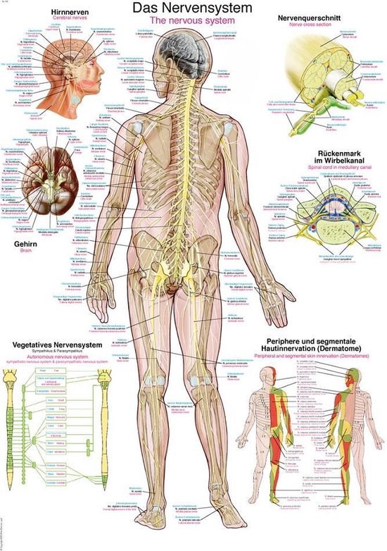 Het menselijk lichaam - anatomie poster zenuwstelsel (Duits/Engels/Latijn, kunststof-folie, 70x100 cm)