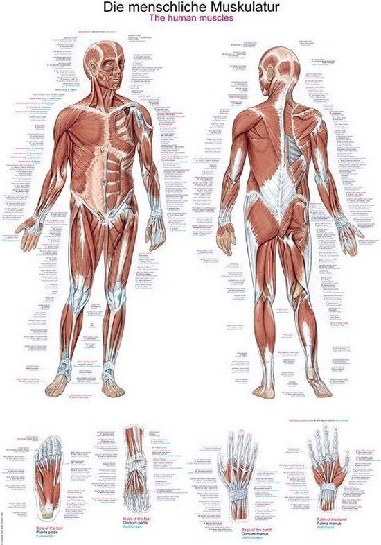 Het menselijk lichaam poster - Spieren poster (Duits/Engels/Latijn, kunststof-folie, 70x100 cm)