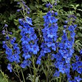 6 x Delphinium 'Blue Bird' - Ridderspoor Pot 9x9 cm - Hemelsblauwe Bloemen