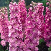 6 x Delphinium 'Astolat' - Ridderspoor Pot 9x9cm - Roze-Paarse Bloemenpracht