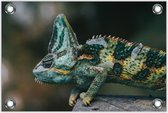 Tuinposter Ingezoomde Kameleon 120x80cm- Foto op Tuinposter (wanddecoratie voor buiten en binnen)