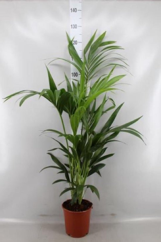Kentia palm 130cm