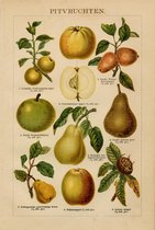 Pitvruchten, mooie vergrote reproductie van een oude plaat met appels, peren en een mispel uit ca 1910