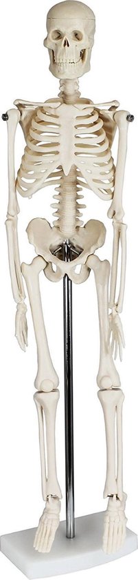 Mini skelet anatomisch model geraamte skelet... | bol.com