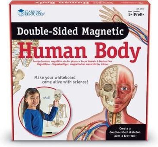 Dubbelzijdige magneten - het menselijk lichaam - anatomie set |