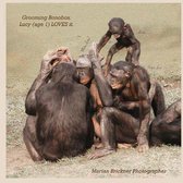 Grooming bonobos