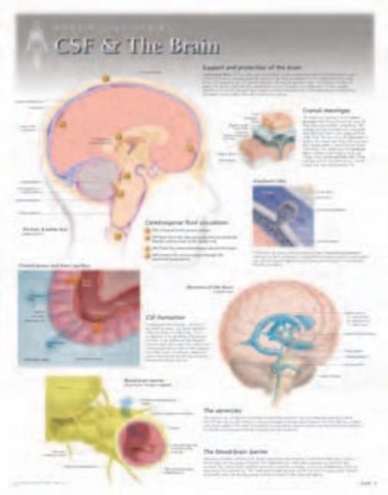 Csf & the Brain - cover